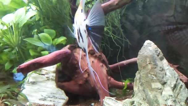 ガラス越しの淡水インテリアの水族館ビューで魚を泳ぐ — ストック動画