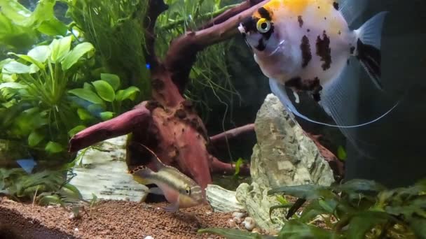 Schwimmende Fische Süßwasser Innenaquarium Blick Durch Glas — Stockvideo