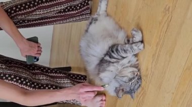 Genç kız evcil kedi okşar, masaj yapan iri gri tüylü kedilere masaj yapar, yerde yatar, mırıldanır, eğlenir.