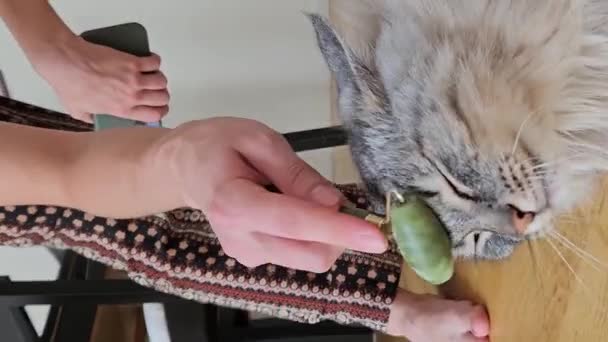 Teenage Girl Owner Pet Cat Strokes Massages Large Gray Fluffy — Stock Video