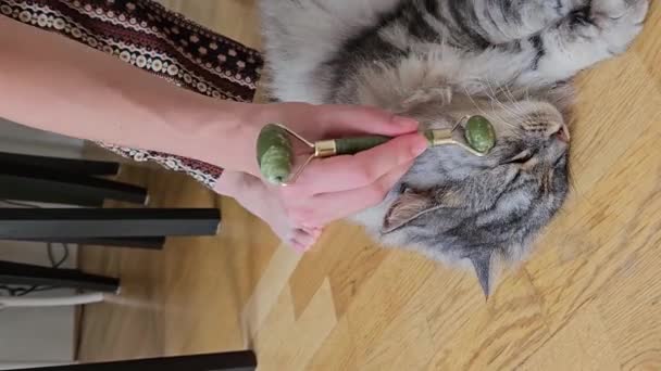 Έφηβος Ιδιοκτήτης Κορίτσι Κατοικίδιο Ζώο Εγκεφαλικά Επεισόδια Γάτα Μασάζ Μεγάλο — Αρχείο Βίντεο