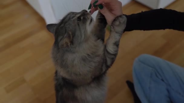 치료로 고양이를 고양이는 인간의 손에서 치료를하려고합니다 뒷다리에 구걸하고 음식을 앞발로 — 비디오