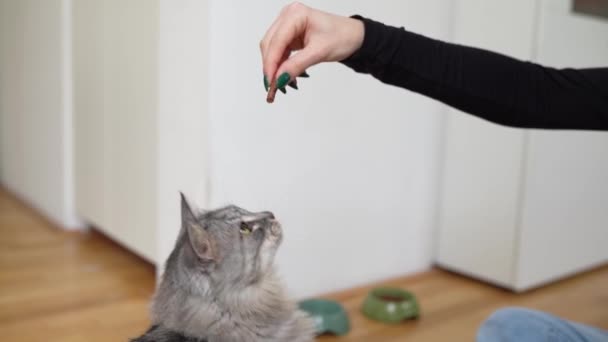 Huiskat Trainen Met Lekkernijen Cat Probeert Traktatie Krijgen Van Menselijke — Stockvideo