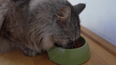 Evcil tüylü kedi kaseden kuru yem yer. yakın plan