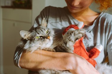 Gri kedi tatlı tatlı uyuyor ve oyuncak pembe kedi yavrusuna sarılıyor. Evcil hayvanlar. Küçük kedi yaklaş. Çocukluk. Kucağında dinlenen genç kız