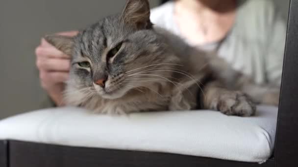 소녀는 머리카락의 가정용 고양이를 돌봐줍니다 손질하는 의자에 초상화 고양이 — 비디오