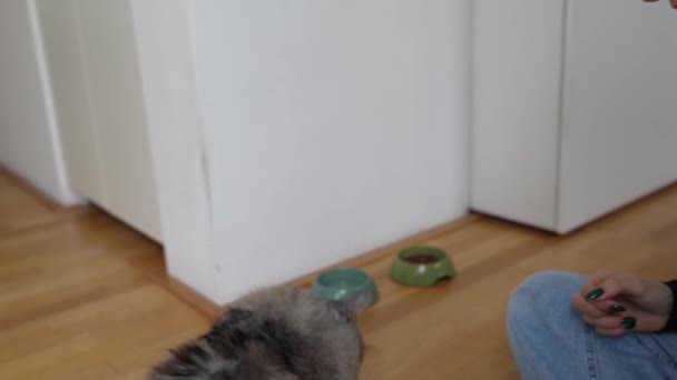Trenuję Domowego Kota Smakołykami Kot Próbuje Się Leczyć Ludzką Ręką — Wideo stockowe