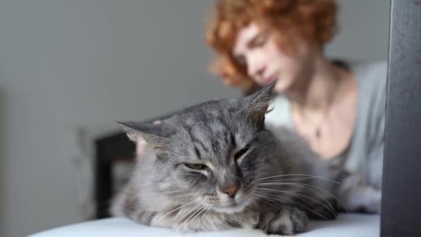 Menina Adolescente Cuida Pele Macia Gato Doméstico Cabelos Compridos Retrato — Vídeo de Stock