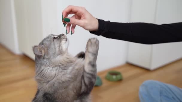 Εκπαίδευση Εγχώρια Γάτα Λιχουδιές Γάτα Προσπαθεί Πάρει Θεραπεία Από Ανθρώπινο — Αρχείο Βίντεο