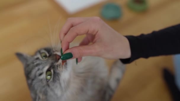 Εκπαίδευση Εγχώρια Γάτα Λιχουδιές Γάτα Προσπαθεί Πάρει Θεραπεία Από Ανθρώπινο — Αρχείο Βίντεο