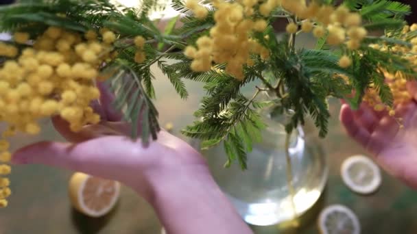 Ramo Mimosa Jarrón Vidrio Manos Mujer Joven Tocando Ramas Cortar — Vídeo de stock