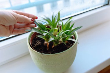 Evde ananas arama işlemi. Pencere kenarındaki saksıda yeşil ananas filizleri