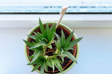 Evde ananas arama işlemi. Pencere kenarındaki saksıda yeşil ananas filizleri