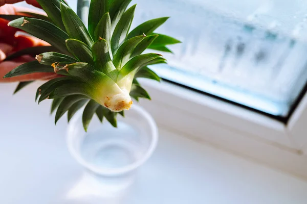 Ellerindeki yeşil ananası kes, kadın. Kök salan ananas süreci