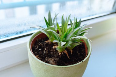 Evde ananas arama işlemi. Pencere kenarındaki saksıda yeşil ananas filizleri