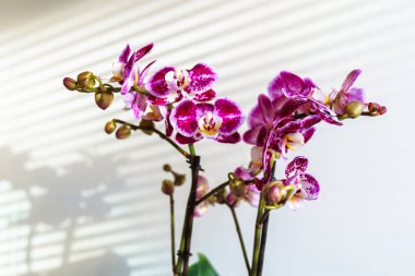 Çiçek saksısında dekoratif orkidelerle ilgilenmek. Parlak mor renkte açan orkide. Pencere kenarında güneş ışığı.