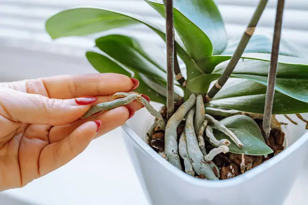 Orkide kökleriyle ilgilenmek. Kadın eli, saksıdaki kurumuş kökleri gösteriyor. Çiçek saksısında dekoratif orkideyle ilgilenmek