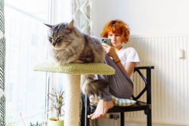 Evcil kedi, iç odadaki kedi ağaç evine oturur, arka plandaki kızıl saçlı genç kız sandalyeye oturur, akıllı telefon kullanır.