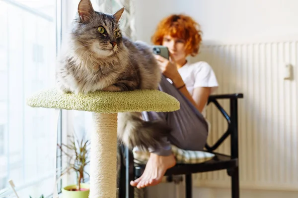 domestic cat sits on cat tree house in interior room, in background red-haired teenage girl sits on chair, uses smart phone