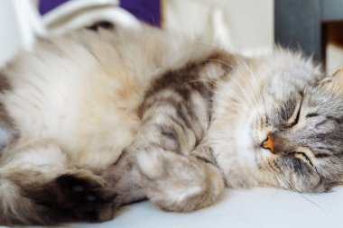 Portre uyuyan tüylü gri safkan kedi yumuşak sandalyede, yakın plan.