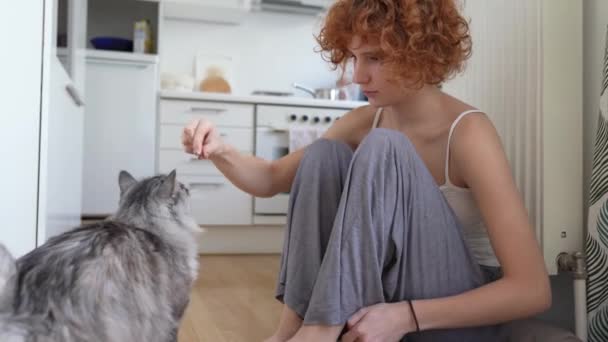 Evcil Kediyi Ödüllerle Eğitmek Kedi Insan Elinden Tedavi Olmaya Çalışıyor — Stok video