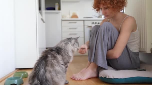 Addestramento Gatto Domestico Con Dolcetti Gatto Che Cerca Farsi Curare — Video Stock