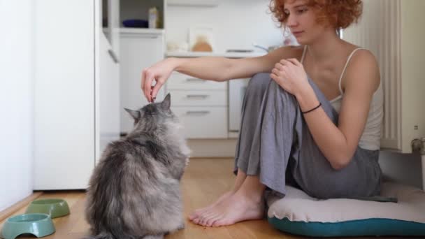 Навчання Домашньої Кішки Частуванням Кіт Намагається Отримати Лікування Від Людської — стокове відео