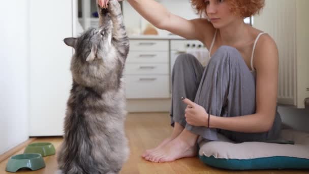 Entrenar Gato Doméstico Con Golosinas Gato Tratando Obtener Regalo Mano — Vídeos de Stock