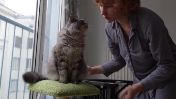 少女吻着坐在猫舍上的家养毛茸茸的灰猫 家猫与猫妈妈之间的友谊 — 图库视频影像