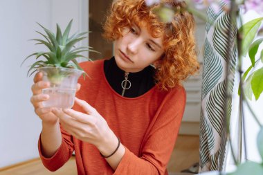 Güzel, kızıl saçlı genç bir kadın elinde kökleri olan bir ananas filizini tutuyor ve hidroponik kullanarak büyüyor. Bahçe işleri, ekme, hobi. ev serası pencere kenarında, kök salmış ananas