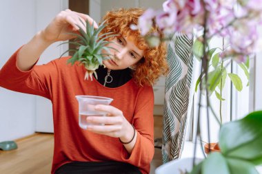 Güzel, kızıl saçlı genç bir kadın elinde kökleri olan bir ananas filizini tutuyor ve hidroponik kullanarak büyüyor. Bahçe işleri, ekme, hobi. ev serası pencere kenarında, kök salmış ananas