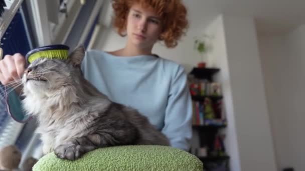 Kattenmoeder Tiener Meisje Zorgt Voor Huisdier Grijs Pluizig Kat Speelt — Stockvideo