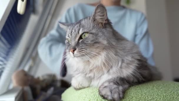 猫咪妈妈 少女照顾宠物 灰蒙蒙的绒毛猫 打扮自己 在客厅里挨着窗户 在家里梳妆打扮 — 图库视频影像