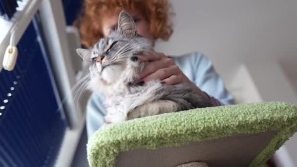 猫咪妈妈 少女照顾宠物 灰蒙蒙的绒毛猫 打扮自己 在客厅里挨着窗户 在家里梳妆打扮 — 图库视频影像