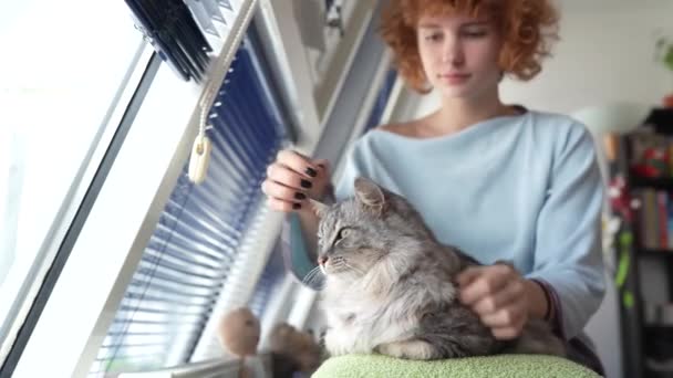 Kočka Maminka Teen Girl Takes Care Pet Grey Fluffy Cat — Stock video