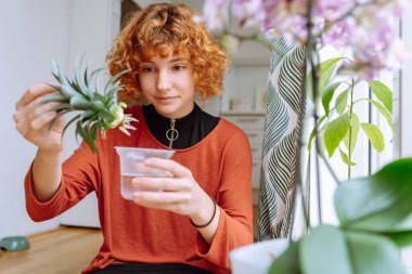 Güzel, kızıl saçlı genç bir kadın elinde kökleri olan bir ananas filizini tutuyor ve hidroponik kullanarak büyüyor. Bahçe işleri, ekme, hobi. ev serası pencere kenarında, kök salmış ananas