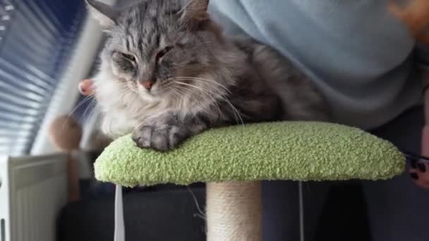 Maman Chat Adolescente Prend Soin Animal Compagnie Chat Moelleux Gris — Video