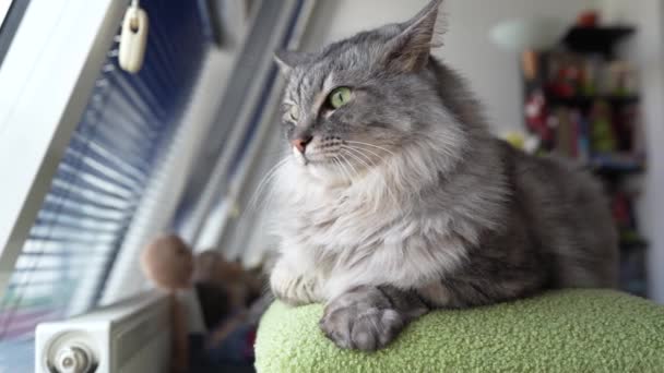 灰色的胖胖的绒毛猫在客厅里休息 在猫树上休息 他脸上的表情显得很好奇 凝视着窗外 — 图库视频影像