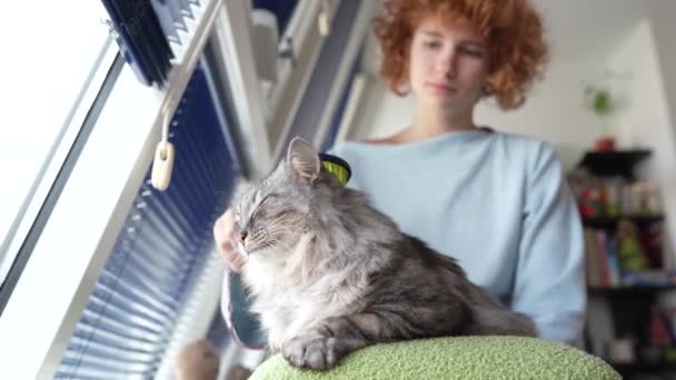 Kattenmoeder Tiener Meisje Zorgt Voor Huisdier Grijs Pluizig Kat Speelt — Stockvideo