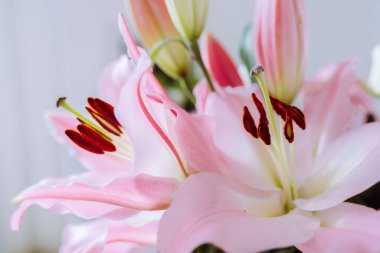 Geniş pembe zambak çiçekleri, erkeklik organı ve erkeklik organları, bulanık arkaplan, metin için boşluk