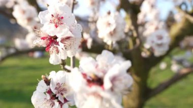 Bahçede, ağaçta çiçek açan kayısı dallarının yakın çekimi