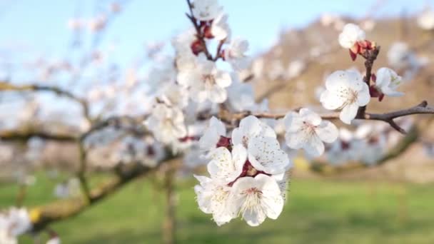 Close Blooming Apricot Branches Tree Garden — Stock Video