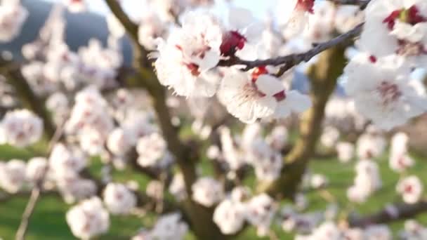 Bahçede Ağaçta Çiçek Açan Kayısı Dallarının Yakın Çekimi — Stok video