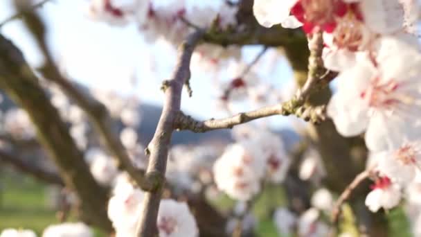 在花园里的树上开着的杏树枝条的特写 — 图库视频影像