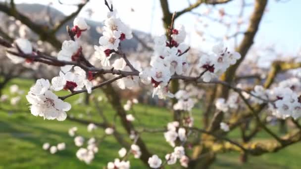Close Blooming Apricot Branches Tree Garden — Stock Video