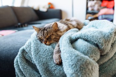 Ön manzara güzel kedi yumuşak gri battaniyenin üzerinde uyuyor. Bulanık arkaplan odası içi