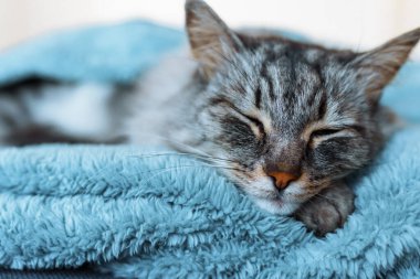 Ön manzara sevimli güzel kedi yumuşak gri battaniyenin üzerinde uyuyor.