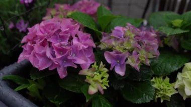 Ortanca, yağmur damlalarında kızarır. Bahçe ortancaları kutuda çok renkli parlak 