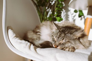 Gri safkan evcil kedi yumuşak sandalye minderinde uyur, küçük beyaz masanın yanında, güneş ışınlarında, iç oturma odasında, yakınlarda çiçek saksısında ve vazoda zambaklı bitkiler vardır.