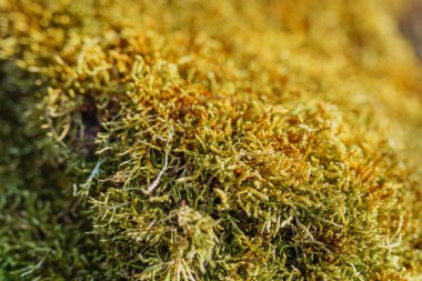 Ağaçta doğal yosun, yeşil arka planda yumuşak odak